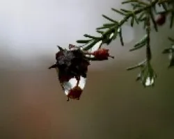 gota de lluvia