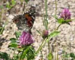 Vanessa Carduni L. una  inquieta mariposa