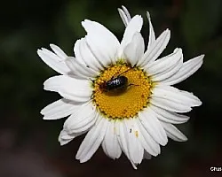Flores del campo