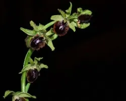 Flores del campo