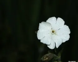 Flores del campo