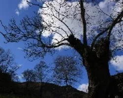 Castaño