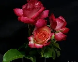 Gotas de lluvia sobre rosas