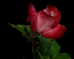 Gotas de lluvia sobre rosas