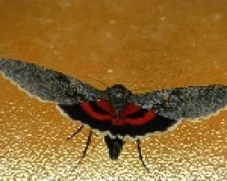 Catocala nupta L. y su rojo intenso