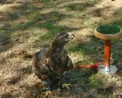 Aguila esteparia-prisionera