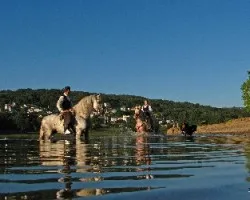 Caballos en el río