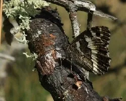 Mimetismo para camuflaje