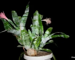 Aechmea fasciata -madre y abuela