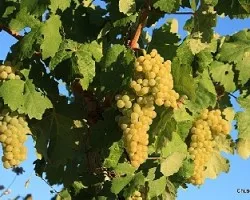 las uvas maduras para la vendimia