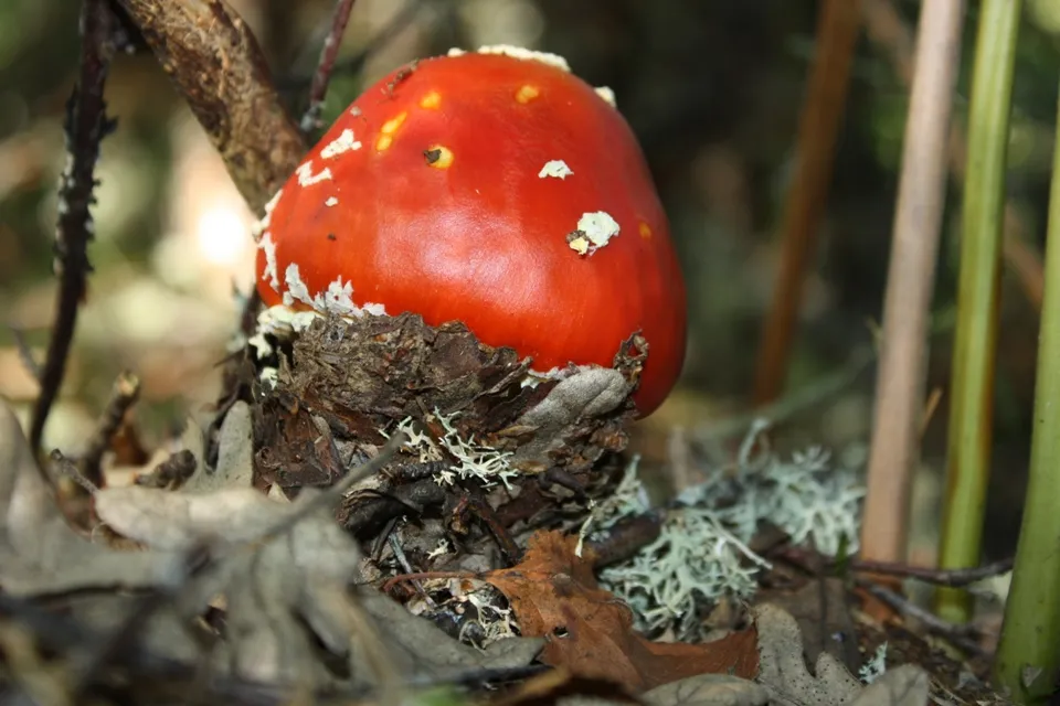 Foto