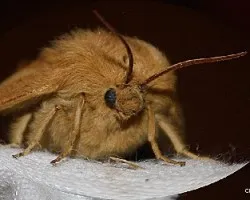 Retrato de una polilla