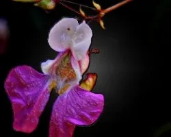 Florecilla silvestre