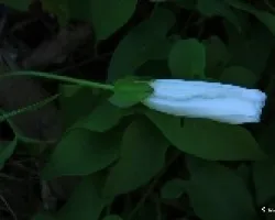 Tresmomentos de una flor