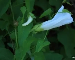Tres momentos de una flor