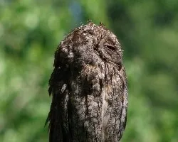 autillo europeo Otus scops.