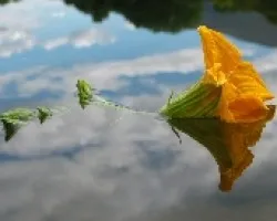 Una flor en el Sil