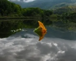 Una flor en el Sil