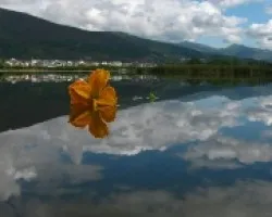 Una flor en el Sil