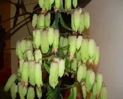 Flores originales