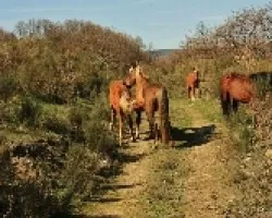 Caballos en libertad a petición de Moci