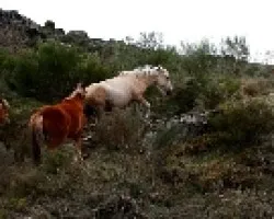 Caballos en libertad a petición de Moci