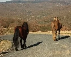 Caballos en libertad a petición de Moci
