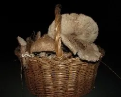 Las primeras setas de otoño-macrolepiota procera