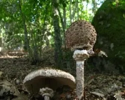 Las primeras setas de otoño-Macrolepiota procera