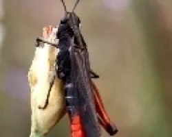 Pequeño saltamontes