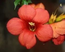 Campsis grandiflora (Bignonia grandiflora)