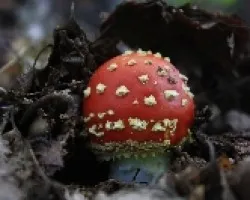  El nacimiento de una Amanita muscaria