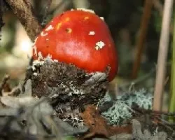 El nacimiento de una Amanita muscaria