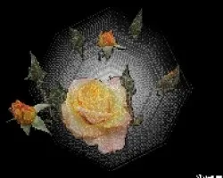 Rosa y tela de araña