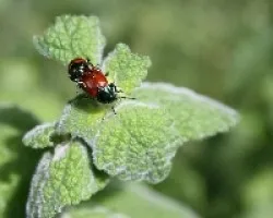Bichitos