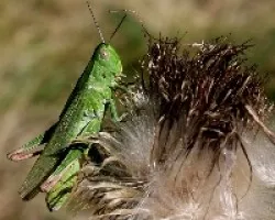 Bichitos