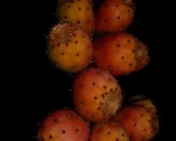 higos chumbos