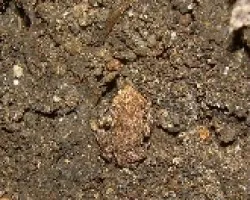 Un camuflaje perfecto