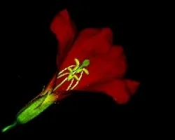 Estambres de la Campsis grandiflora