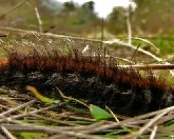 Macrothylacia rubi.L.