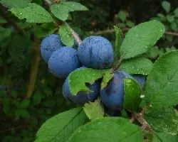 Endrinas (Prunus spinosa)