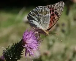 Nacarada (Argynnis paphia L.)