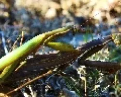 El tamaño de la mantis