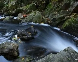 Hojas de otoño y agua