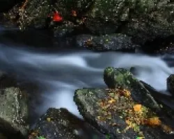 Hojas de otoño y agua