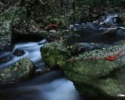 Hojas de otoño y agua