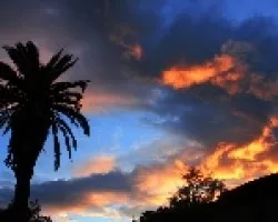 La palmera al altardecer