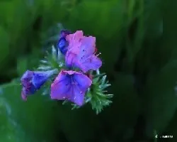 Viborera (Echium vulgare)