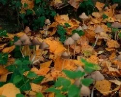 Hojas de chopo, un rincón de cuento