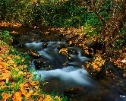 Hojas de otoño